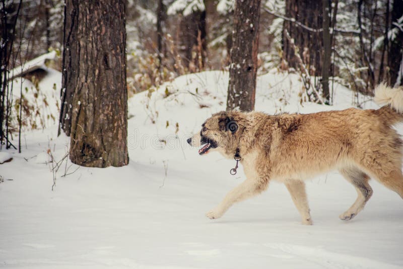 Duitse herder Dog die met stok in mond onderaan sneeuw de lopen behandelde sleep in hout stock fotografie Duitse herder Dog die met stok in mond onderaan sneeuw de lopen behandelde sleep in hout stock fotografie