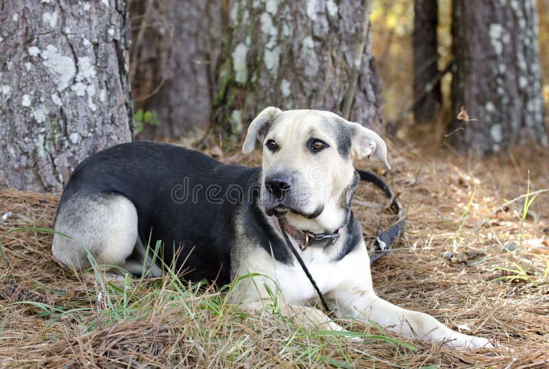 Duitse herder Dog en Chinese Shar Pei gemengde rassenhond royalty-vrije stock foto Duitse herder Dog en Chinese Shar Pei gemengde rassenhond royalty-vrije stock foto