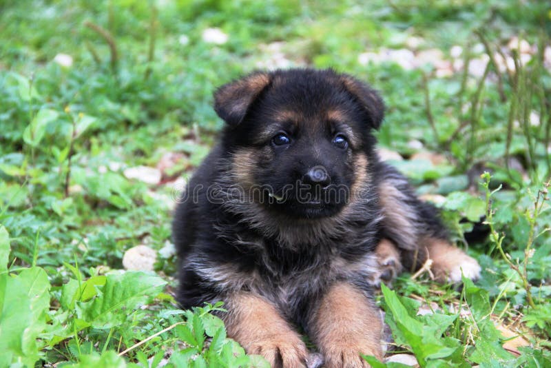 Duitse herder Puppy