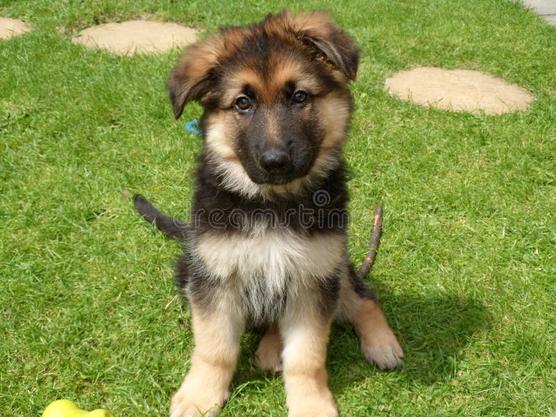 Scenario Email Rubber Duitse Herder Puppy Portrait - Leeftijd 10 Weken Stock Afbeelding - Image  of hond, huisdier: 42464565