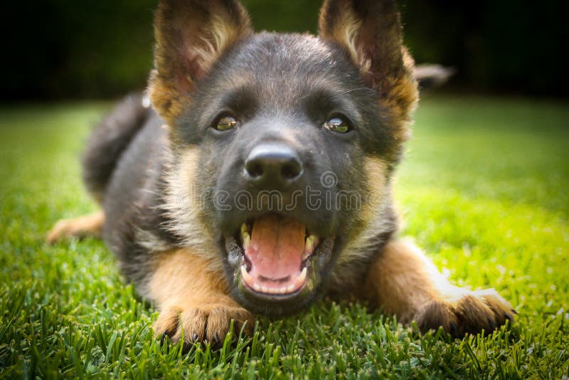 Duitse herderpuppy het spelen op een warme de zomerdag stock fotografie Duitse herderpuppy het spelen op een warme de zomerdag stock fotografie