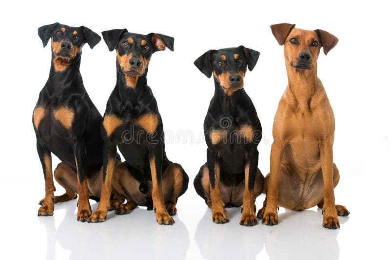 Duitse pinscher vier royalty-vrije stock afbeeldingen Duitse pinscher vier royalty-vrije stock afbeeldingen
