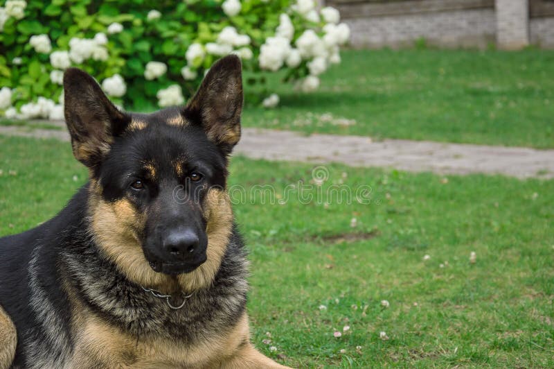 Duitse volwassen herder De hondspelen op een groen gazon Dicht opgenomen foto stock afbeelding Duitse volwassen herder De hondspelen op een groen gazon Dicht opgenomen foto stock afbeelding