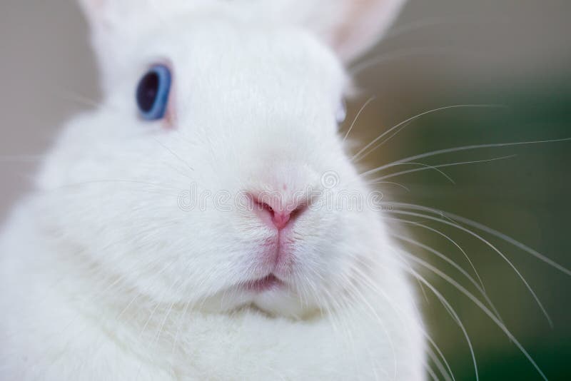 2,703 Blue Eyes Rabbit Stock Photos - Free & Royalty-Free Stock Photos from  Dreamstime