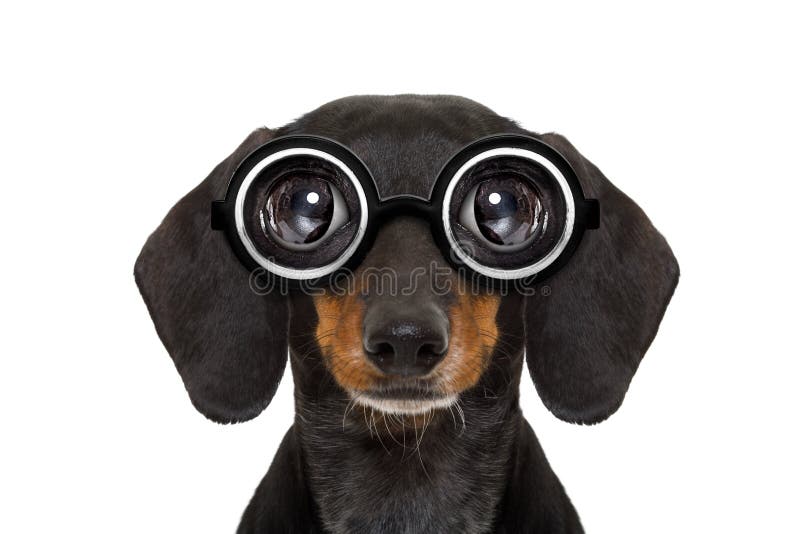 Dummer Dachshund Des Stummen Sonderlings Stockbild Bild von haustier