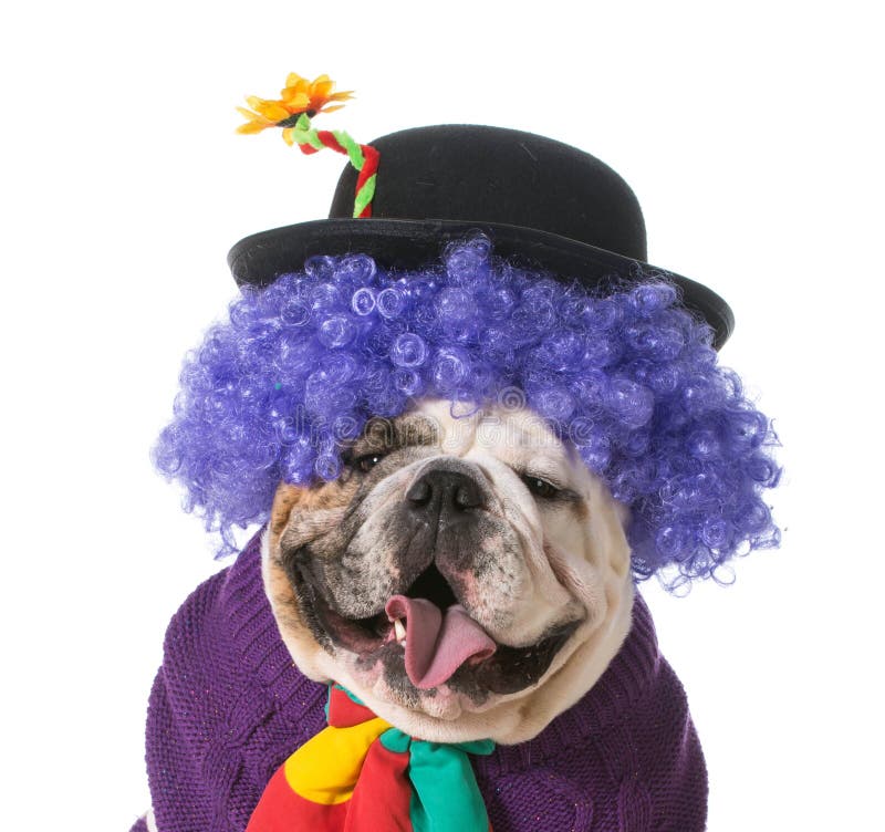 Dummer Hund stockbild. Bild von hund, dummer 23302709
