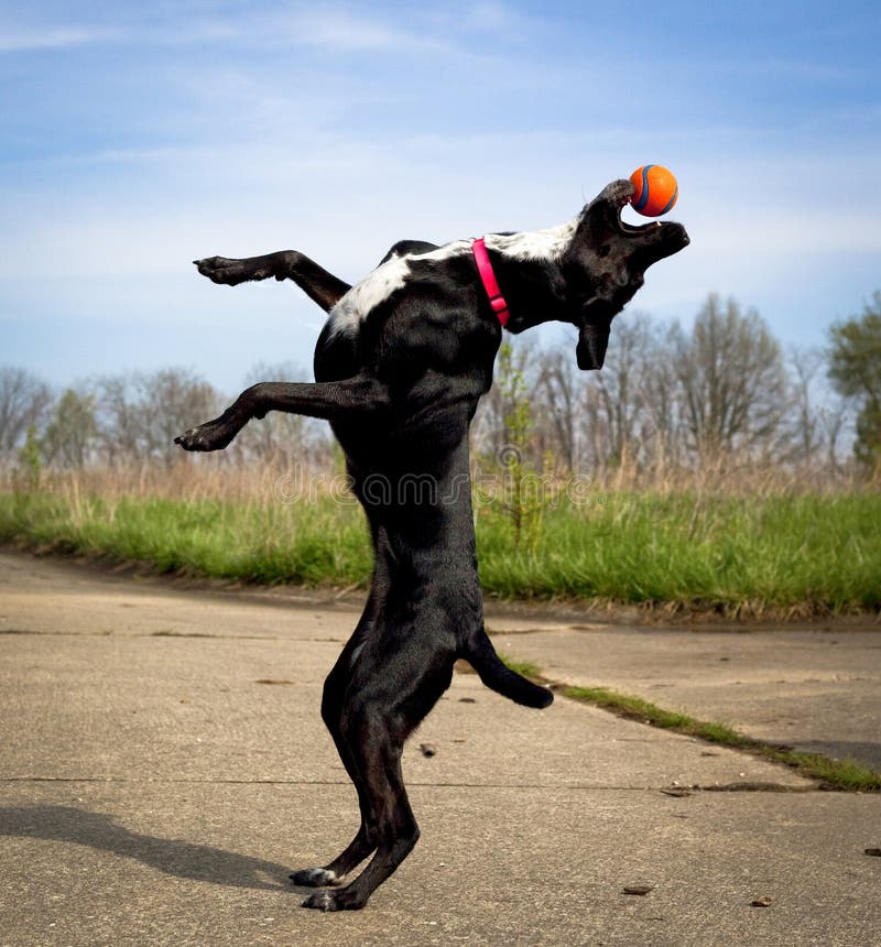 Dummer Schwarzer Hund Auf Hinterbeinen Mit Orange Ball Im Mund