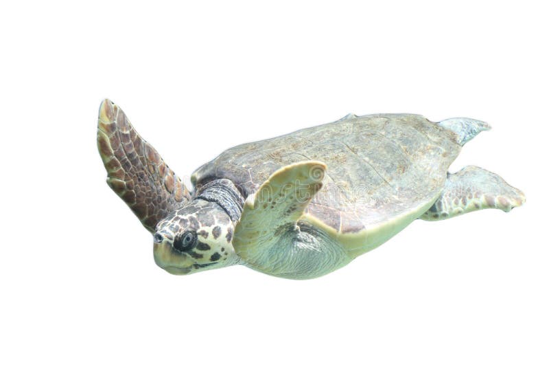 Dummkopfmeeresschildkröte Caretta Caretta lizenzfreies stockbild