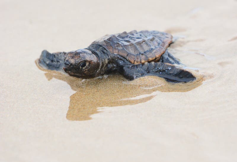 Dummkopfmeeresschildkröte Hatchling stockfoto Dummkopfmeeresschildkröte Hatchling stockfoto