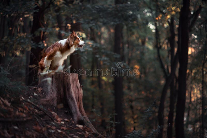 Dumny Border collie pies zdjęcia stock Dumny Border collie pies zdjęcia stock