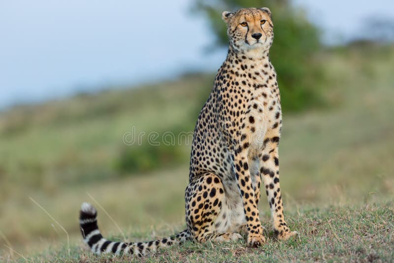 Dumny Przyglądający gepard, Masai Mara, Kenja