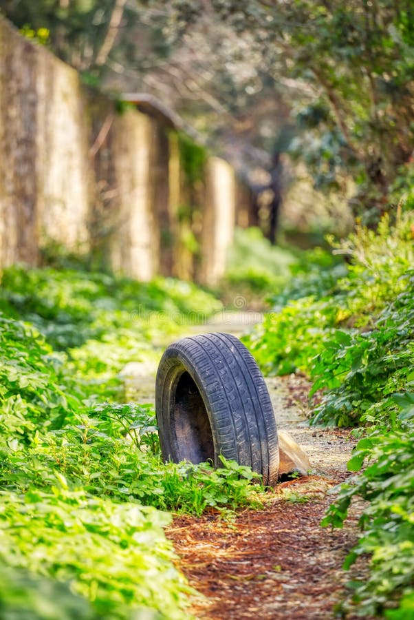 Dumped worn tire stuck in a muddy soil pathway royalty free stock photo Dumped worn tire stuck in a muddy soil pathway royalty free stock photo