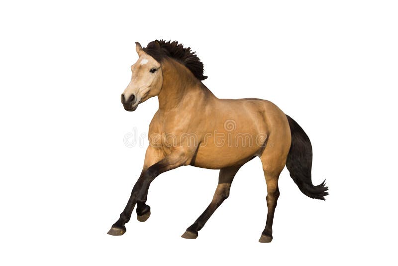 yellow dun horse