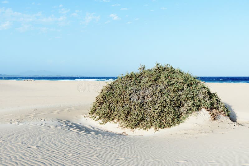 Dunas de areia de Corralejo em Fuerteventura, Espanha foto de stock Dunas de areia de Corralejo em Fuerteventura, Espanha foto de stock