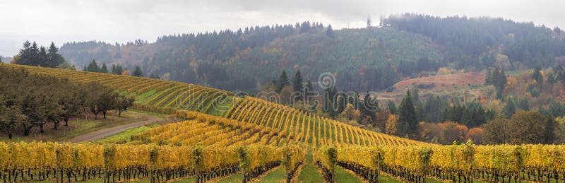 Dundee Oregon winniców Sceniczna panorama fotografia royalty free Dundee Oregon winniców Sceniczna panorama fotografia royalty free