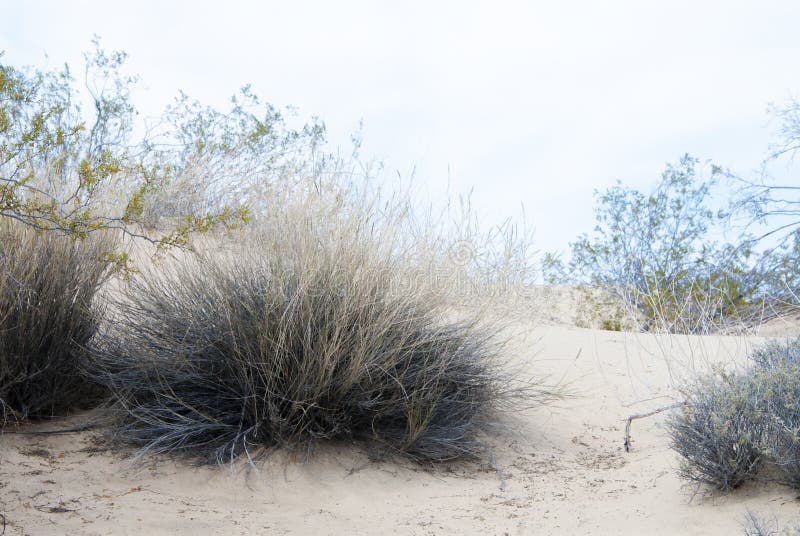 Dune de sable de paysage de d?sert avec des buissons photos stock Dune de sable de paysage de d?sert avec des buissons photos stock
