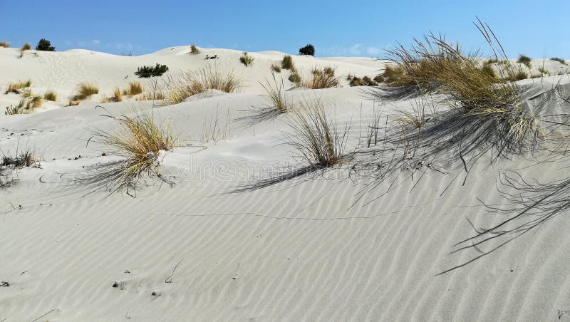Dune De Sable Rose En île De La Sardaigne Le Long Du Rivage