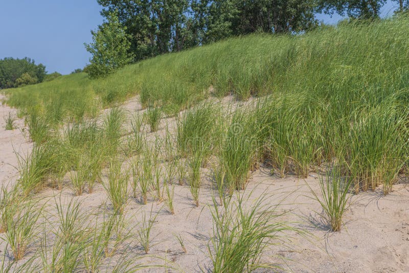 Dune di sabbia al parco dello stato di spiaggia di legno di bufala new york fotografia stock
