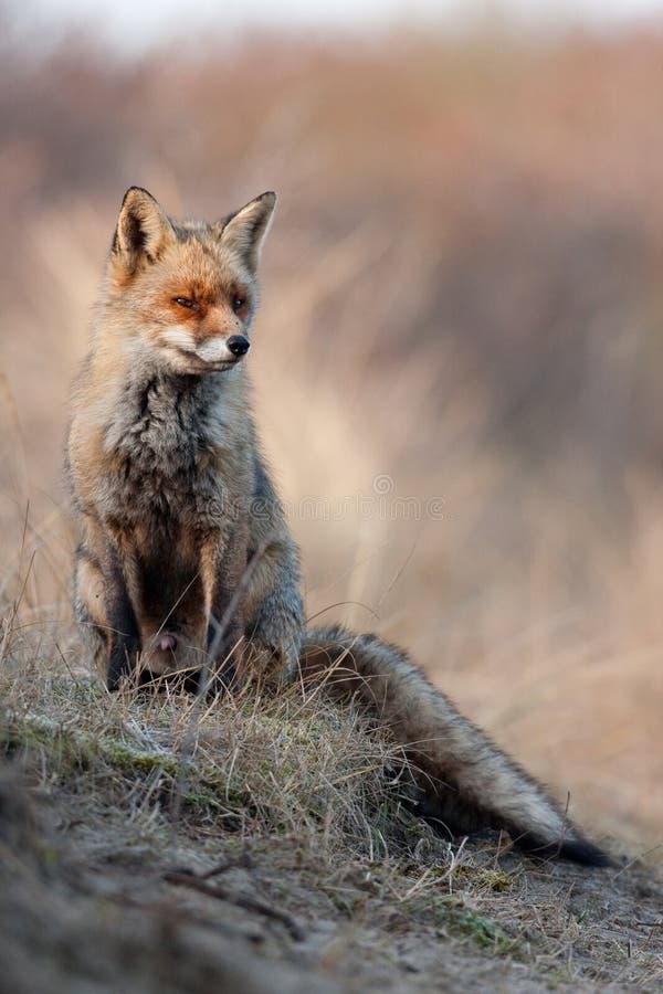 Dune Fox stock photos