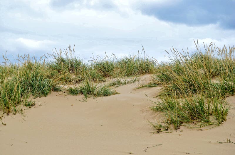 Dune grass stock image. Image of sandy, hill, landscape 22624193