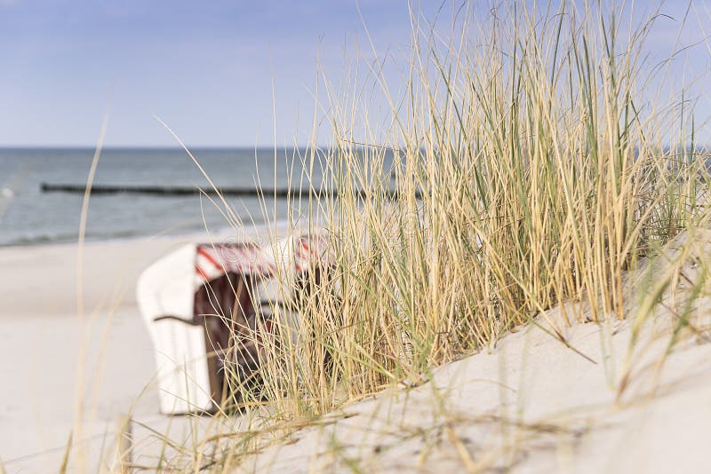 Dune grass on Baltic Sea beach