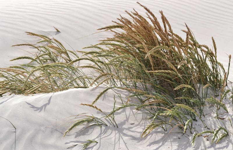 Dune grass