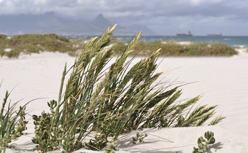 Dune grass