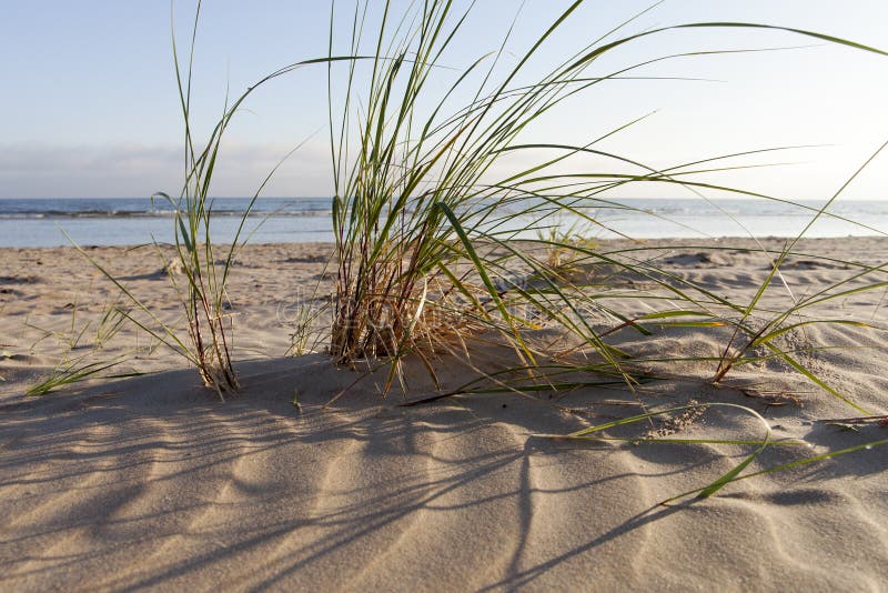Dune grass. stock photo. Image of land, coast, background 42872854