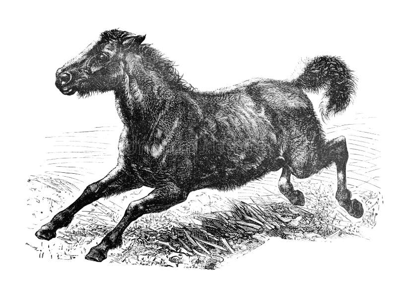 Dune horse - wild horse Tarpan from Brockhaus Konversations-Lexikon 1908 royalty-vrije illustratie Dune horse - wild horse Tarpan from Brockhaus Konversations-Lexikon 1908 royalty-vrije illustratie