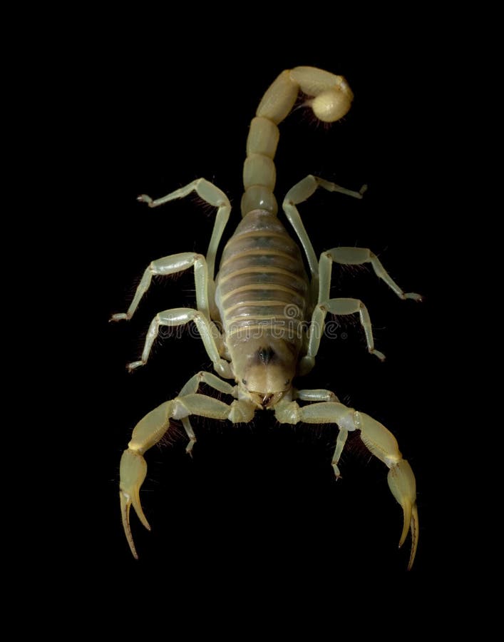 Dune Scorpion