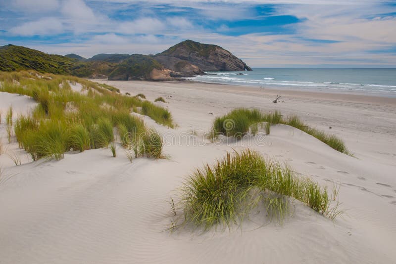 Dune vegetation Wharariki Beach