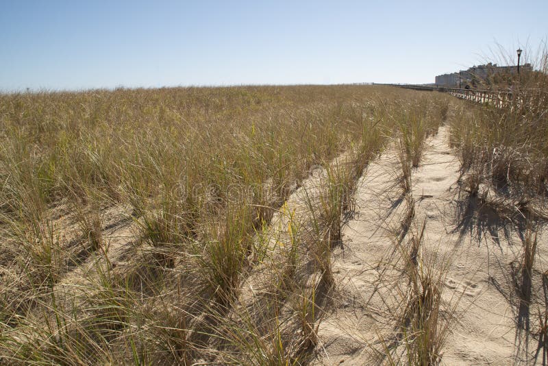 Dunegrass Planted for Erosion Control Stock Photo Image of beach
