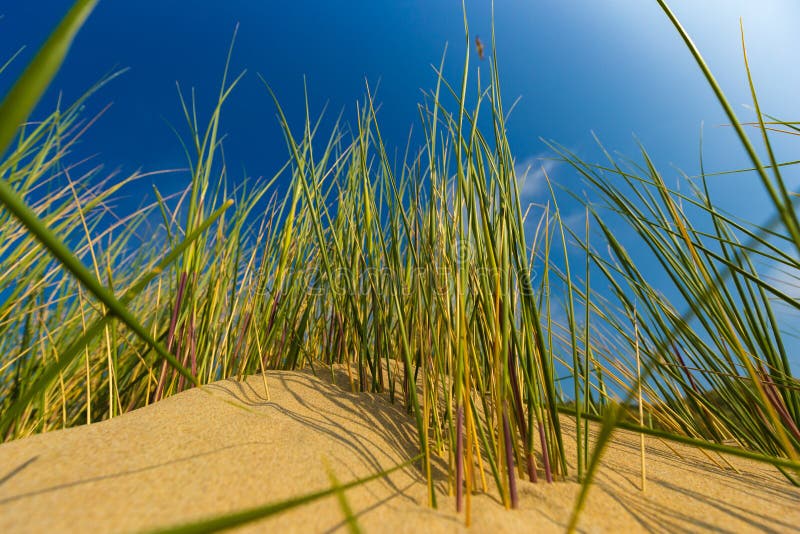 Dunes at Belgian north sea coast against cirrus and stratus clouds and reed grass