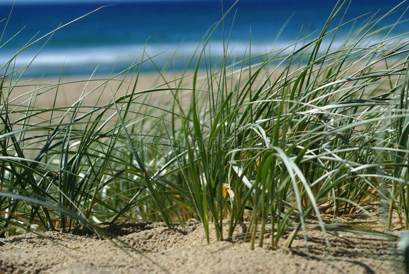 Dunes de sable de plage image stock Dunes de sable de plage image stock