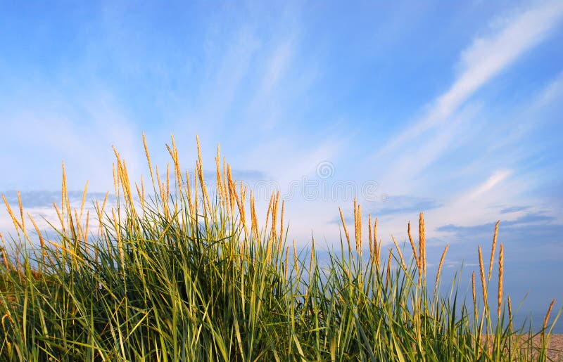 Dunes grass