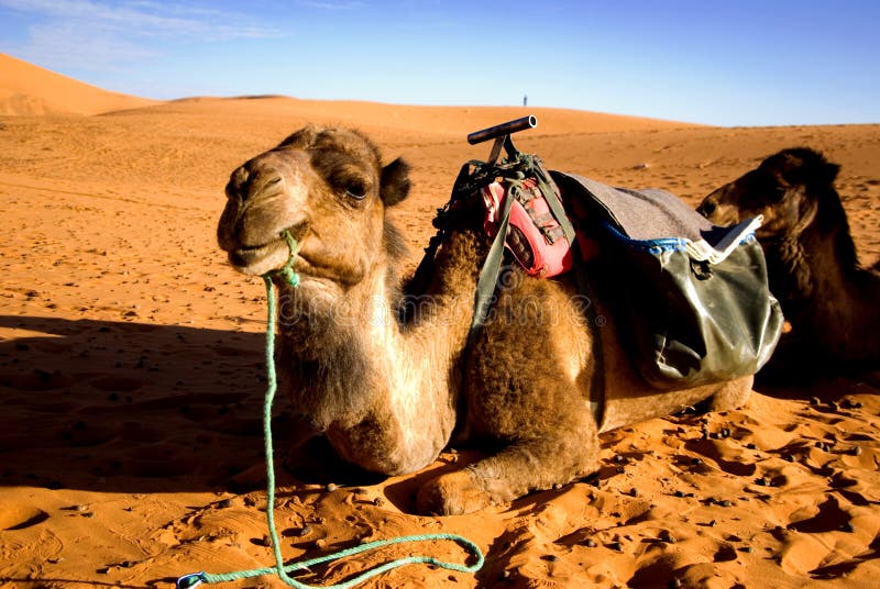 Dunes of Sahara and camel