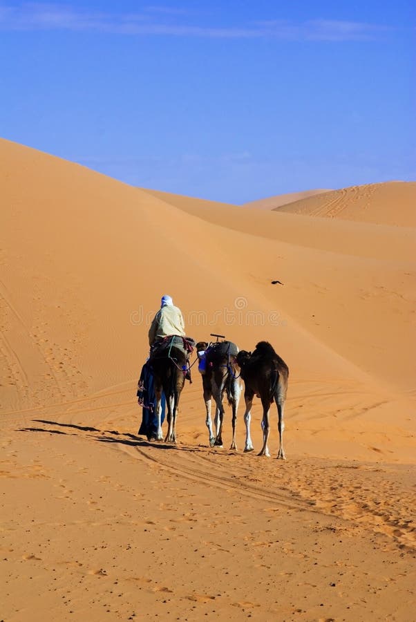 Dunes of Sahara and camel ride