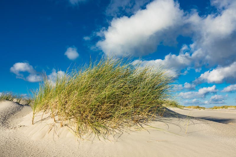 Dunes sur l'île Amrum, Allemagne de la Mer du Nord images stock Dunes sur l'île Amrum, Allemagne de la Mer du Nord images stock