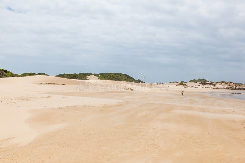 The dunes and vegetation of Cape St Francis beach