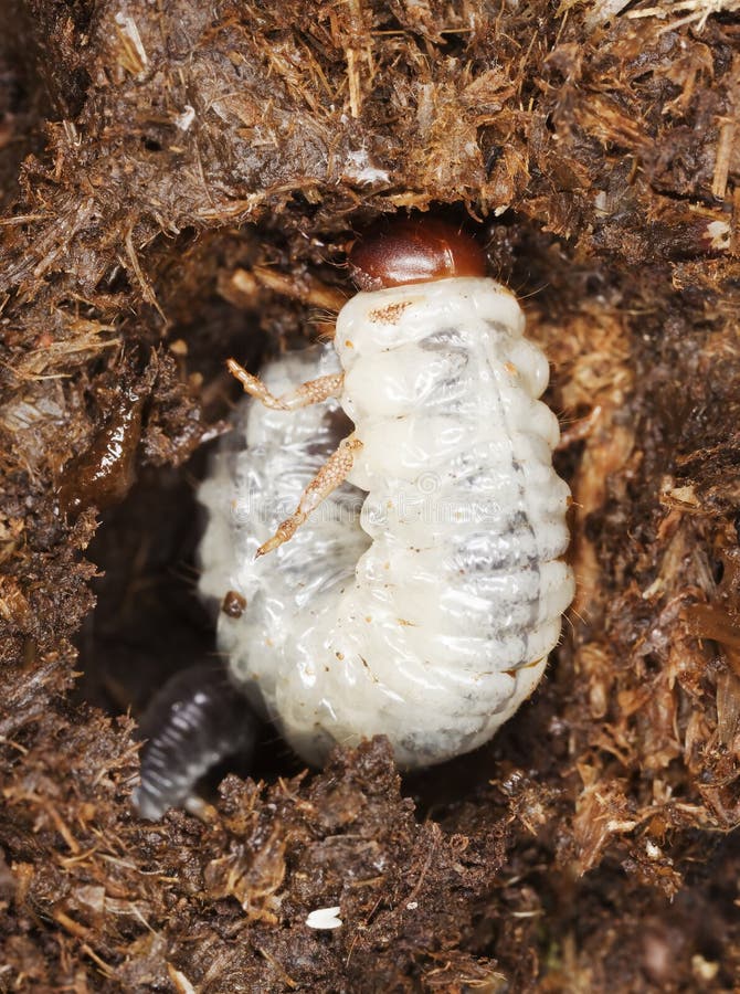 Dung Beetle Larvae with Parasites. Stock Photo Image of extreme