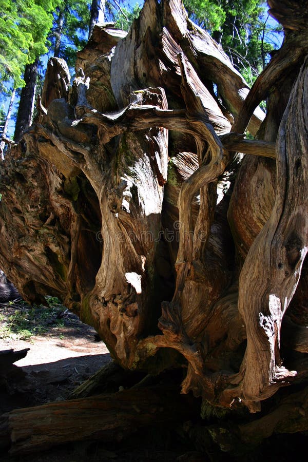Mariposa Grove, Yosemite Nationalpark royaltyfri foto