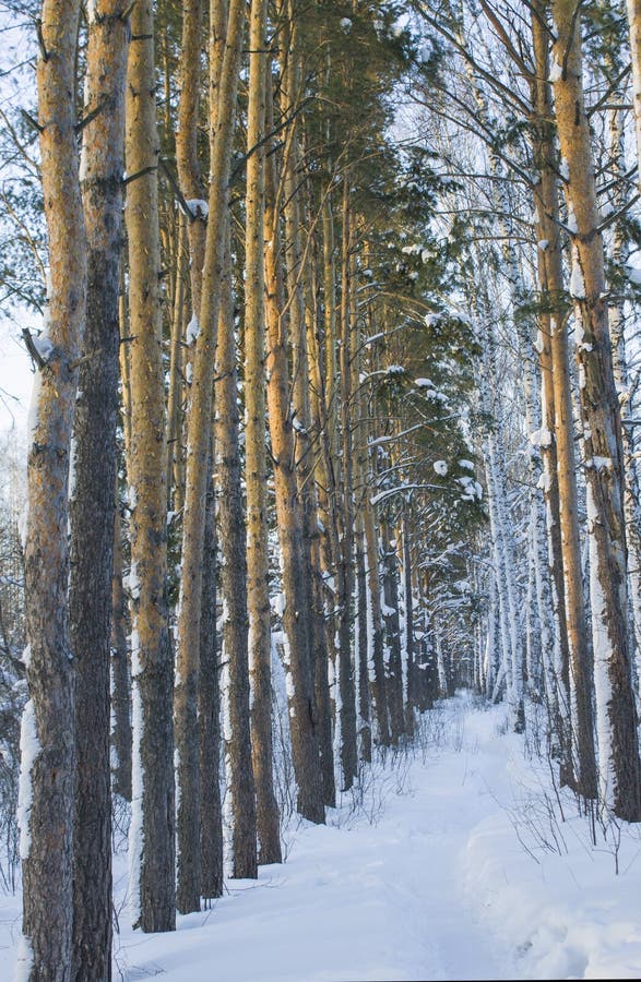 dungen sörjer vinter arkivfoton dungen sörjer vinter arkivfoton