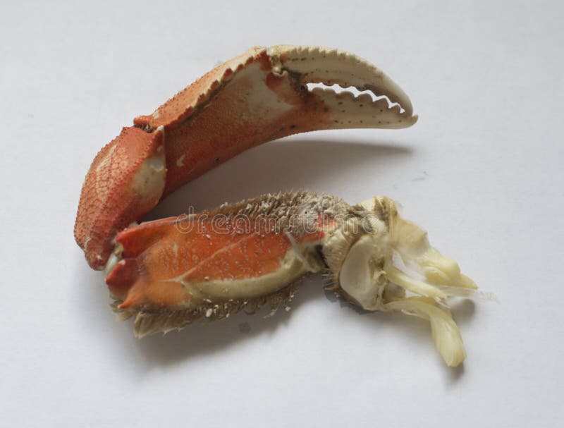 Dungeness crab legs stock photo. Image of lunch, claws 12600074