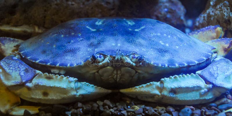 Dungeness crab (Metacarcinus magister), blue crab in marine aquarium