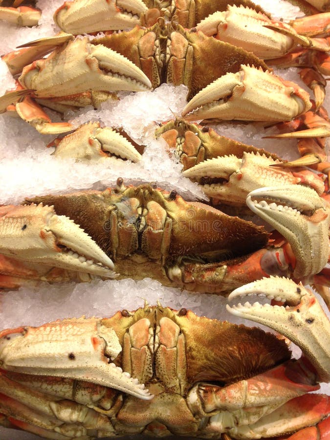 Dungeness Crabs Up Close stock image. Image of eating 36126345
