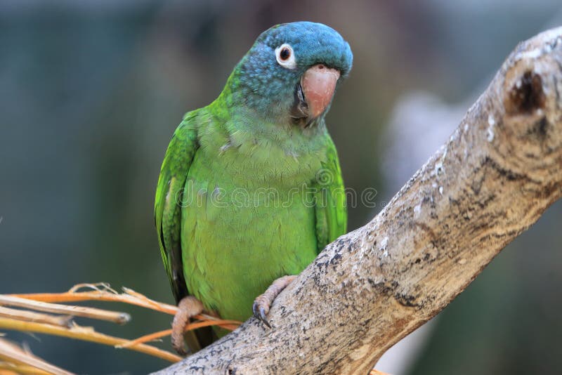 Dusky-headed conure on the branch. Dusky-headed conure on the branch.