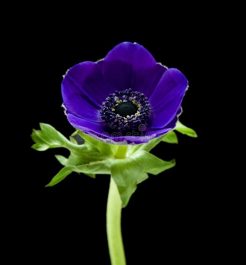 Dunkelblaue Anemone lizenzfreie stockfotos Dunkelblaue Anemone lizenzfreie stockfotos