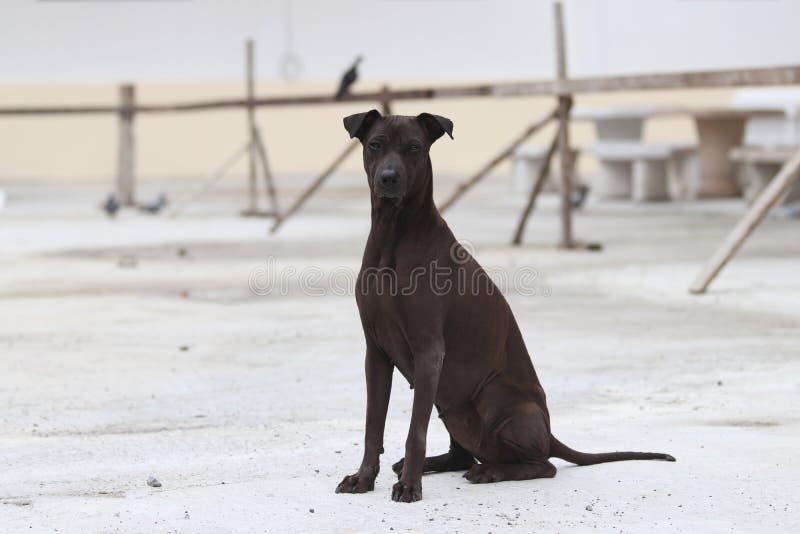 Lange Schnauze stockfoto. Bild von kiefer, zahn, auge 23492872