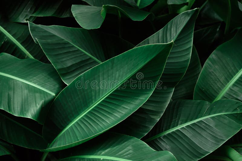 Dunkelgrüne Blätter der tropischen Banane gemasert