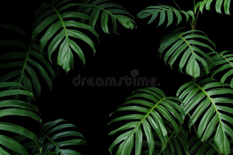Dunkelgrüne Blätter von gebürtigem Monstera die tropische Waldbetriebsimmergrünen Reben, Naturblattrahmen auf schwarzem Hintergru